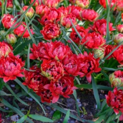 Tulip 'Tête-a-Tête' -Cheap Ethereal Yard Store tulip tete a tete 5 scaled