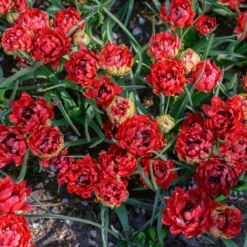 Tulip 'Tête-a-Tête' -Cheap Ethereal Yard Store tulip tete a tete 6 scaled