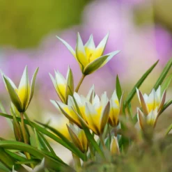 Tulip Turkestanica -Cheap Ethereal Yard Store tulip turkestanica 10 scaled
