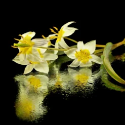 Tulip Turkestanica -Cheap Ethereal Yard Store tulip turkestanica 11 scaled