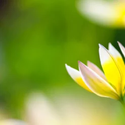 Tulip Turkestanica -Cheap Ethereal Yard Store tulip turkestanica 12 scaled