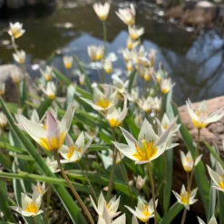 Tulip Turkestanica -Cheap Ethereal Yard Store tulip turkestanica 13 scaled