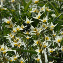 Tulip Turkestanica -Cheap Ethereal Yard Store tulip turkestanica 2 scaled