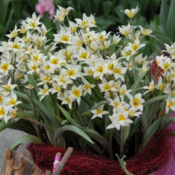 Tulip Turkestanica -Cheap Ethereal Yard Store tulip turkestanica 3