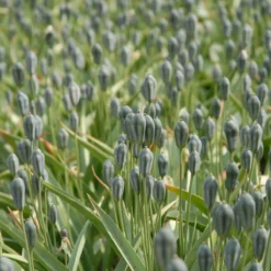 Tulip Turkestanica -Cheap Ethereal Yard Store tulip turkestanica 4 scaled