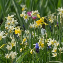 Tulip Turkestanica -Cheap Ethereal Yard Store tulip turkestanica 5 scaled