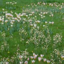 Tulip Turkestanica -Cheap Ethereal Yard Store tulip turkestanica 7 scaled