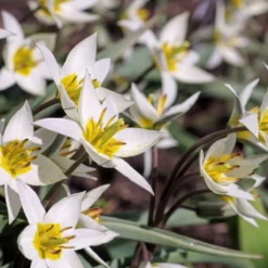 Tulip Turkestanica -Cheap Ethereal Yard Store tulip turkestanica 8 scaled