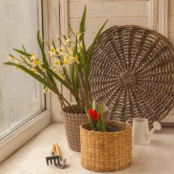 Tulip Turkestanica -Cheap Ethereal Yard Store tulip turkestanica 9 scaled