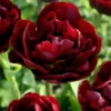 Tulip 'Uncle Tom'