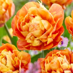 Tulip 'Valdivia' -Cheap Ethereal Yard Store tulip valdivia 1