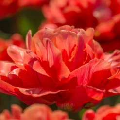 Tulip 'Valdivia' -Cheap Ethereal Yard Store tulip valdivia 11 scaled