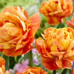 Tulip 'Valdivia' -Cheap Ethereal Yard Store tulip valdivia 3