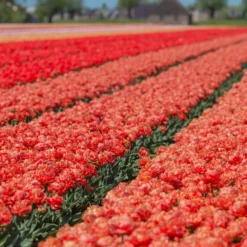 Tulip 'Valdivia' -Cheap Ethereal Yard Store tulip valdivia 4 scaled