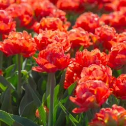 Tulip 'Valdivia' -Cheap Ethereal Yard Store tulip valdivia 5 scaled