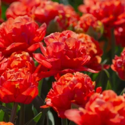 Tulip 'Valdivia' -Cheap Ethereal Yard Store tulip valdivia 6 scaled