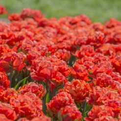 Tulip 'Valdivia' -Cheap Ethereal Yard Store tulip valdivia 8 scaled