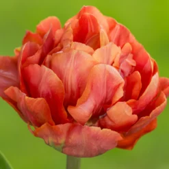 Tulip 'Valdivia' -Cheap Ethereal Yard Store tulip valdivia 9 scaled