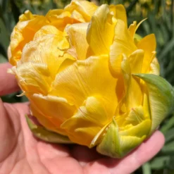 Tulip 'Vanilla Coup' -Cheap Ethereal Yard Store tulip vanilla coup 000 scaled