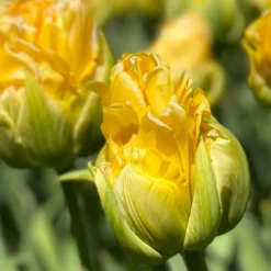 Tulip 'Vanilla Coup' -Cheap Ethereal Yard Store tulip vanilla coup 00000