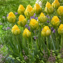 Tulip 'Vanilla Coup' -Cheap Ethereal Yard Store tulip vanilla coup 3