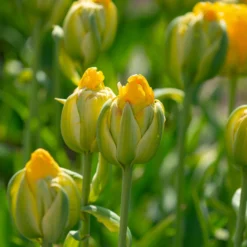 Tulip 'Vanilla Coup' -Cheap Ethereal Yard Store tulip vanilla coup 7 scaled