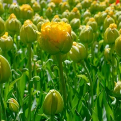 Tulip 'Vanilla Coup' -Cheap Ethereal Yard Store tulip vanilla coup 8 scaled