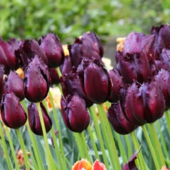Tulip 'Vincent Van Gogh' -Cheap Ethereal Yard Store tulip vincent van gogh 1 5a69a25b 8e57 4c75 8cd2 af8cf0f56f54
