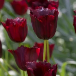 Tulip 'Vincent Van Gogh' -Cheap Ethereal Yard Store tulip vincent van gogh 3