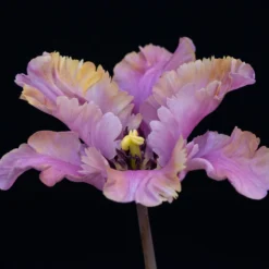 Tulip 'Vovos' -Cheap Ethereal Yard Store tulip vovos 1 scaled