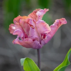 Tulip 'Vovos' -Cheap Ethereal Yard Store tulip vovos 2 scaled