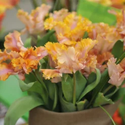 Tulip 'Vovos' -Cheap Ethereal Yard Store tulip vovos 5 scaled