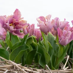 Tulip 'Vovos' -Cheap Ethereal Yard Store tulip vovos 7 scaled