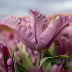 Tulip 'Vovos' -Cheap Ethereal Yard Store tulip vovos 8 scaled