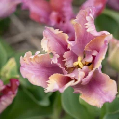 Tulip 'Vovos' -Cheap Ethereal Yard Store tulip vovos 9 scaled