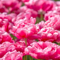 Tulip 'Wedding Gift' -Cheap Ethereal Yard Store tulip wedding gift 10 scaled