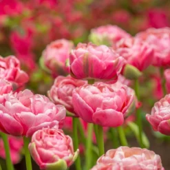 Tulip 'Wedding Gift' -Cheap Ethereal Yard Store tulip wedding gift 12 scaled