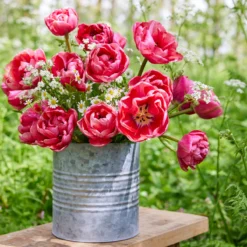 Tulip 'Wedding Gift' -Cheap Ethereal Yard Store tulip wedding gift 13