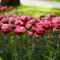 Tulip 'Wedding Gift' -Cheap Ethereal Yard Store tulip wedding gift 16