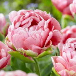 Tulip 'Wedding Gift' -Cheap Ethereal Yard Store tulip wedding gift 19