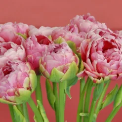 Tulip 'Wedding Gift' -Cheap Ethereal Yard Store tulip wedding gift 2