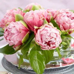 Tulip 'Wedding Gift' -Cheap Ethereal Yard Store tulip wedding gift 21