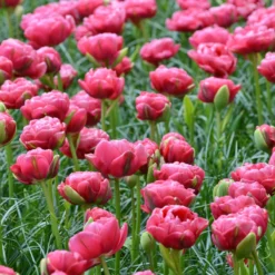 Tulip 'Wedding Gift' -Cheap Ethereal Yard Store tulip wedding gift 5 scaled