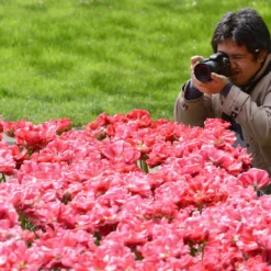 Tulip 'Wedding Gift' -Cheap Ethereal Yard Store tulip wedding gift 7 scaled