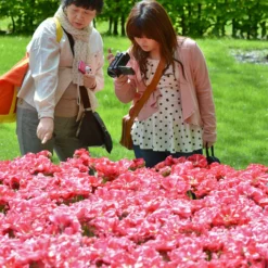 Tulip 'Wedding Gift' -Cheap Ethereal Yard Store tulip wedding gift 8 scaled