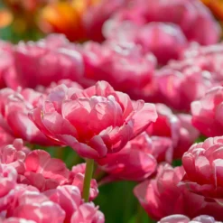 Tulip 'Wedding Gift' -Cheap Ethereal Yard Store tulip wedding gift 9 scaled