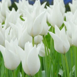 Tulip 'White Elegance'