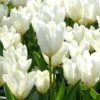 Tulip 'White Emperor'