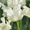Tulip 'White Liberstar'