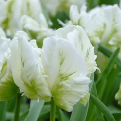 Tulip 'White Parrot' -Cheap Ethereal Yard Store tulip white parrot 3